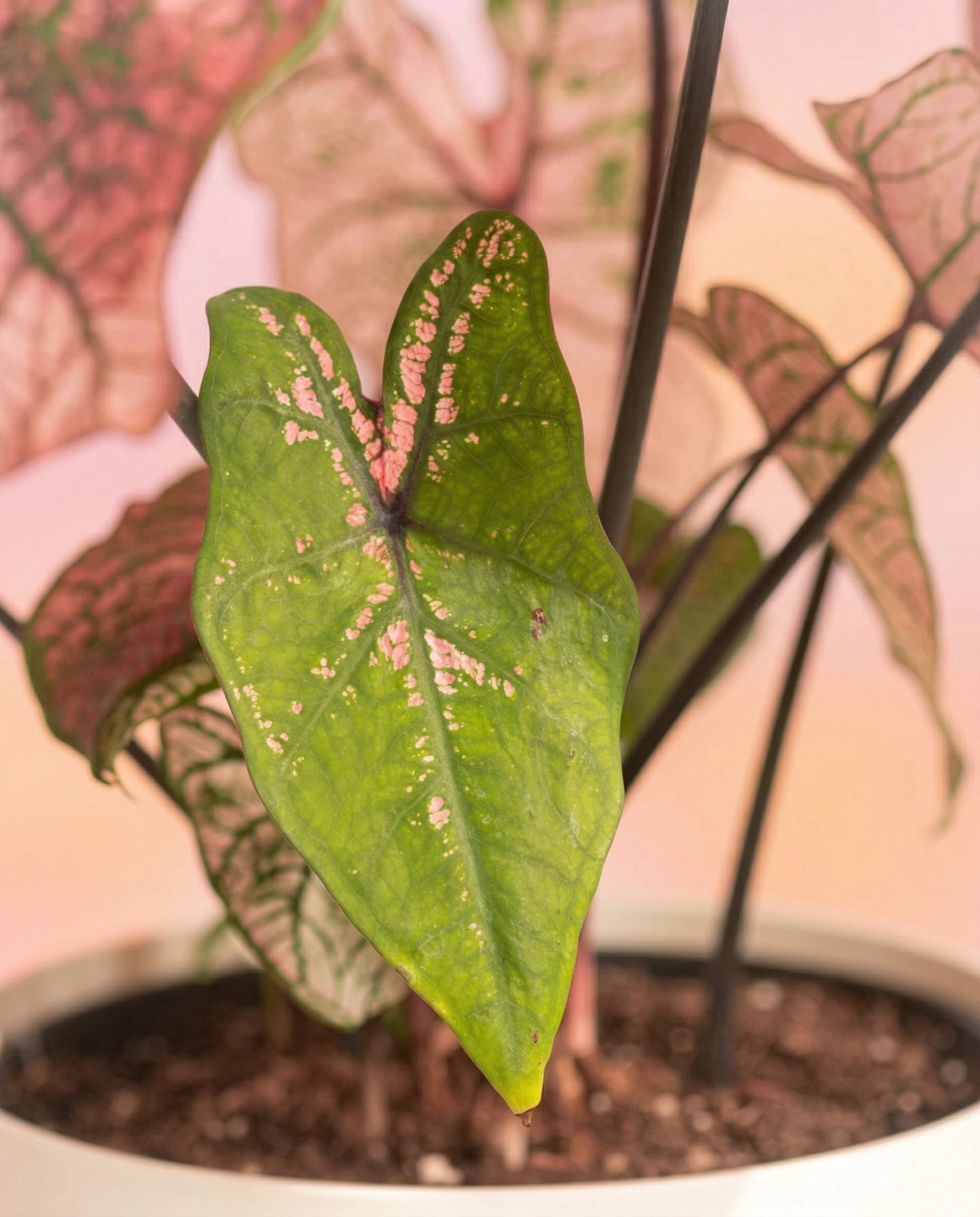 Nahaufnahme von Caladium 'Spring Fling', mit herzförmigen grünen Blättern mit rosa und weißen Flecken und Adern. Der sanft verschwommene Hintergrund leuchtet in Rosa- und Pfirsichtönen.