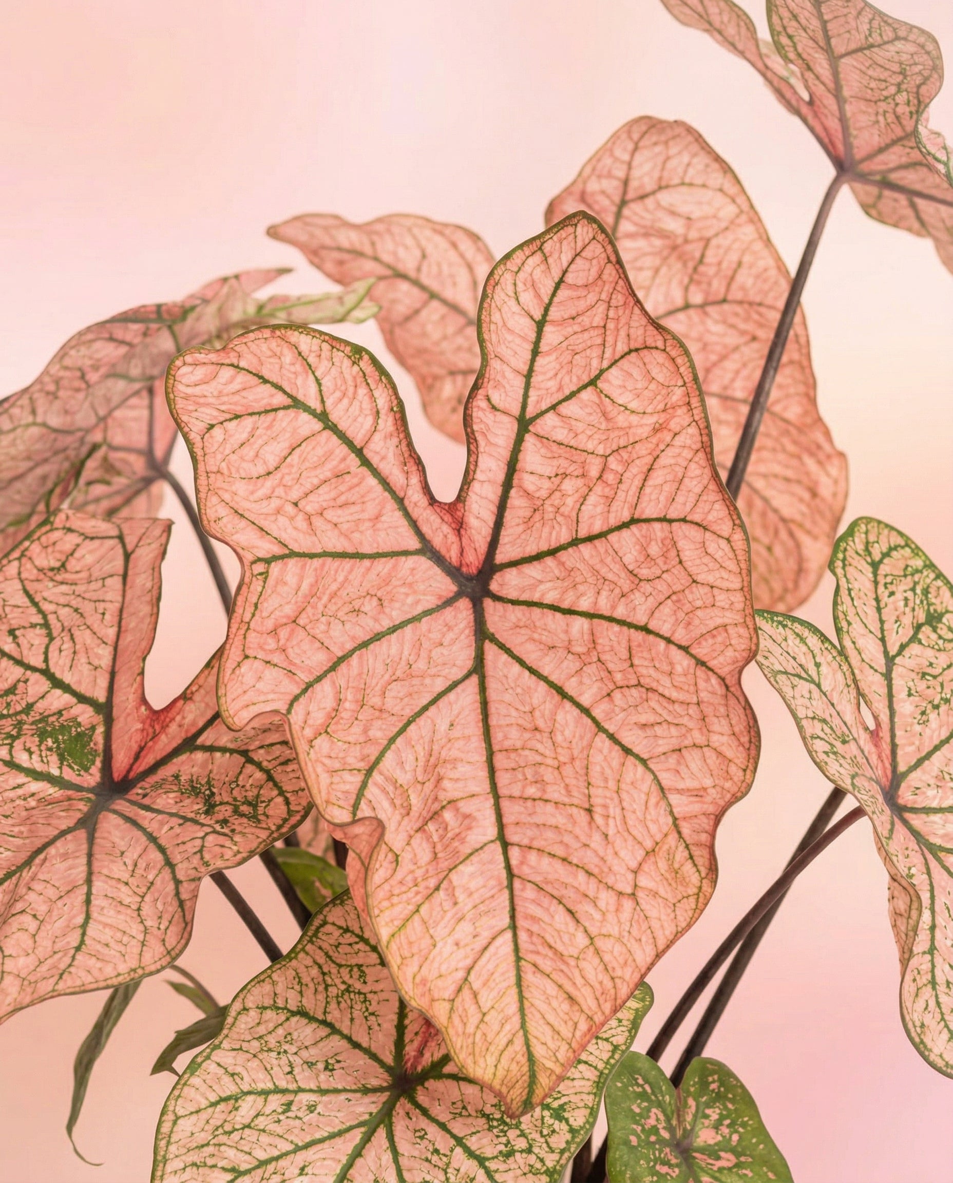 Caladium 'Spring Fling' hat zarte, herzförmige Blätter in zartrosa Tönen mit dunkelgrünen Adern und Rändern auf einem hellrosa Hintergrund. Das dünne, durchscheinende Laub bringt zarte Farbe in jeden Innen- oder Außenbereich.