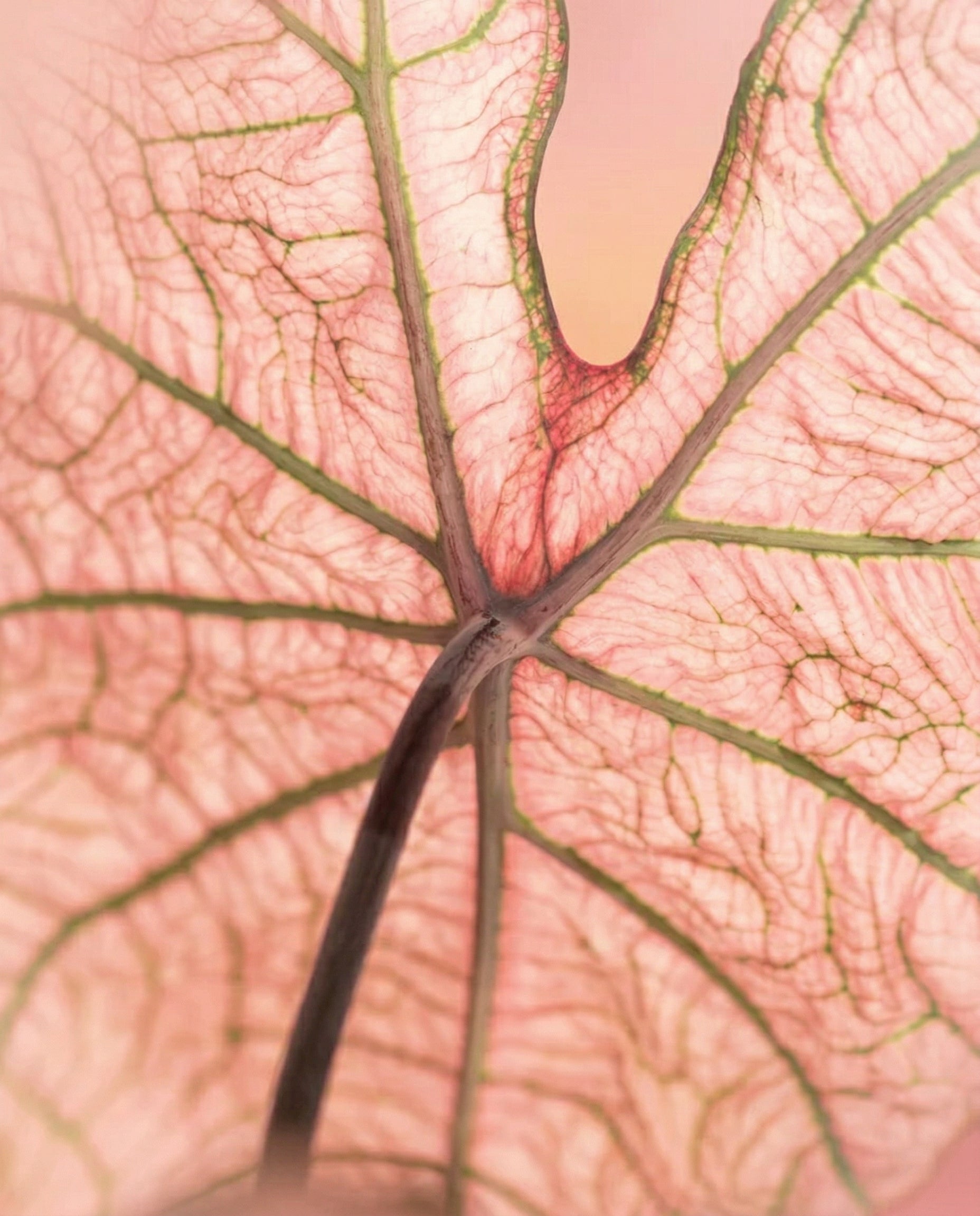 Nahaufnahme eines Caladium 'Spring Fling' Blattes mit blassrosa Tönen, ausgeprägten grünen Adern und einem zentralen Stiel mit zarten, durchscheinenden Strukturen und komplizierten Mustern vor einem sanft verschwommenen Hintergrund.
