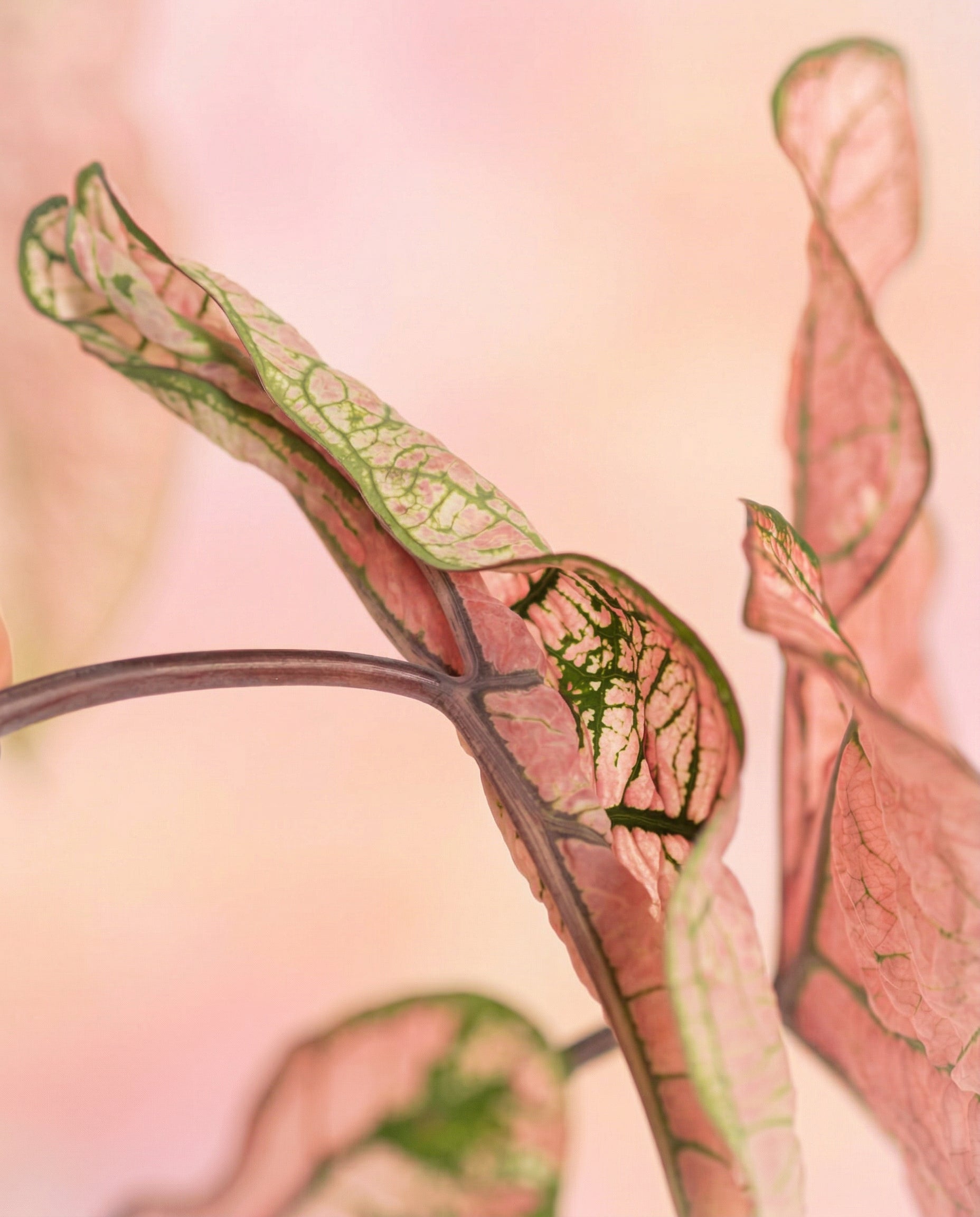 Die Nahaufnahme der Blätter von Caladium 'Spring Fling' zeigt ihre zarten rosa und grünen Farbtöne mit ausgeprägten Adern vor einem weichen pastellfarbenen Hintergrund. Das Bild fängt die komplizierte Struktur und die subtilen Farbvariationen dieses einzigartigen Laubs ein.