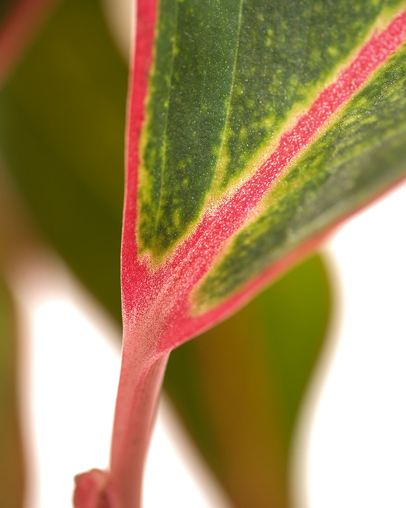 Nahaufnahme eines Aglaonema Jungle Red-Blattes, das seine leuchtenden Grüntöne und markanten roten Adern und Ränder zeigt. Der sanft verschwommene Hintergrund betont die detaillierte Textur und Farbunterschiede des Aglaonema Jungle Red-Blattes.