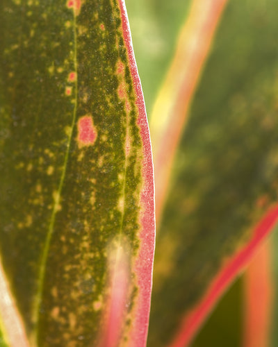 Eine Nahaufnahme eines Aglaonema Jungle Red-Blattes, das seine komplexe Textur und seine leuchtenden Farben zeigt. Das Blatt ist hauptsächlich grün, mit rosa Rändern und mehreren rosa Flecken, und zeigt ein Spektrum aus hellen und dunklen Tönen. Der unscharfe Hintergrund lenkt die Aufmerksamkeit auf das Blatt und macht es perfekt für Umgebungen mit hoher Luftfeuchtigkeit.