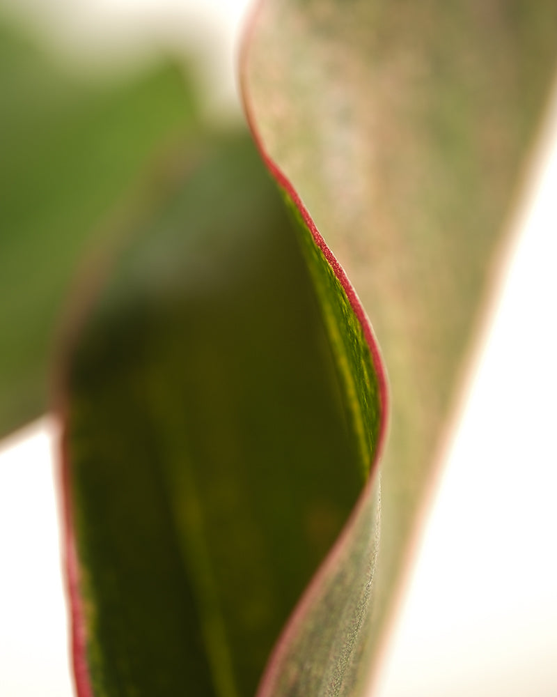 Nahaufnahme eines Aglaonema Jungle Red-Blattes mit gekräuseltem Rand. Das Blatt hat einen charakteristischen rot getönten Rand und eine strukturierte Oberfläche vor einem unscharfen Hintergrund, der einen abstrakten Weichzeichnereffekt erzeugt.