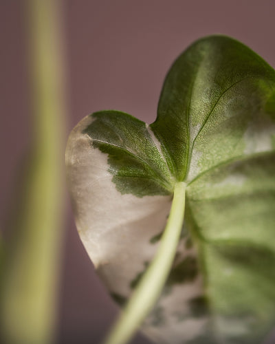 Detailaufnahme Alocasia micholitziana frydek variegata