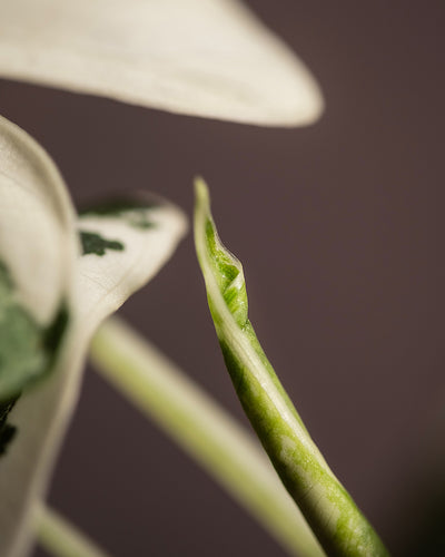 Detailaufnahme neues Blatt Alocasia micholitziana frydek variegata