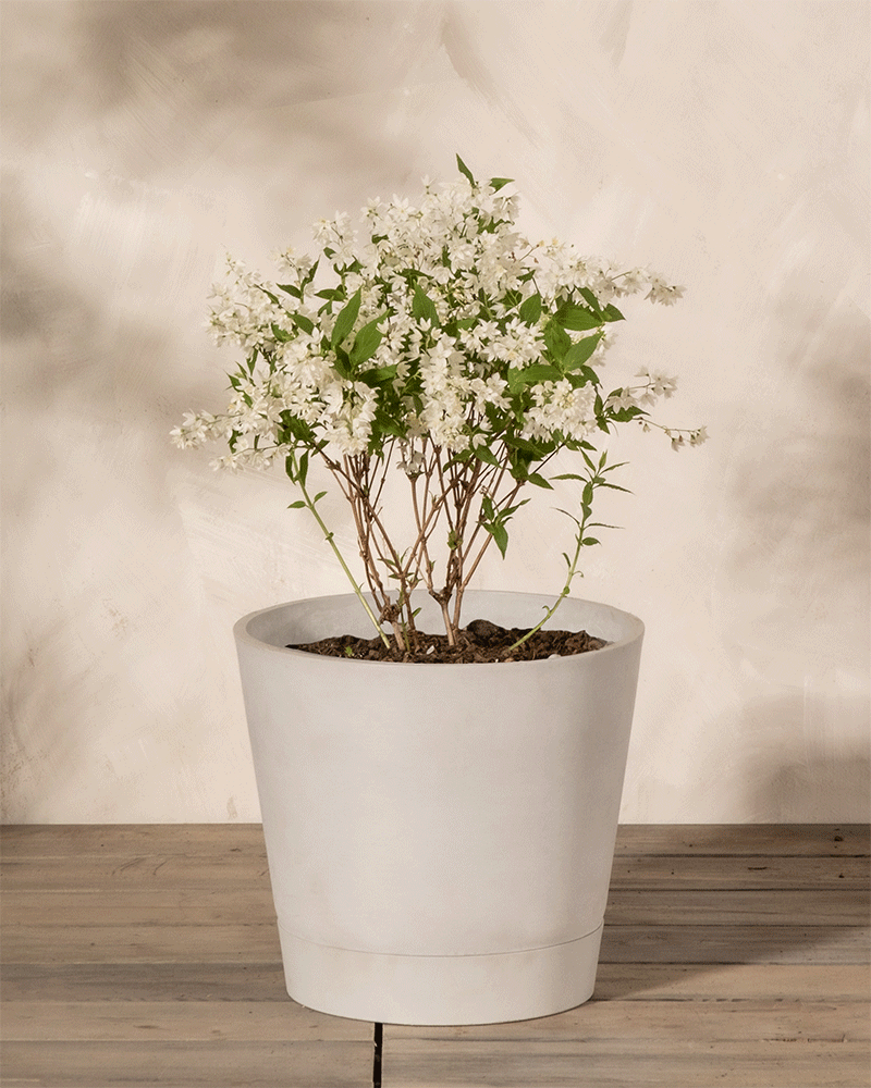 Deutzia gracilis Pflanze im Topf 