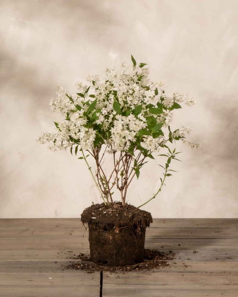 Deutzia gracilis ohne Topf