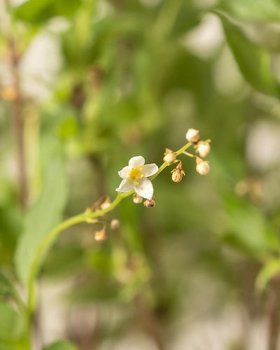 Blüten der Deutzia gracilis