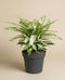 Eine Dieffenbachia 'Vesuvius' mit grün und weiß gesprenkelten Blättern sitzt in einem dunkelgrauen Plastiktopf vor einem einfarbig beigen Hintergrund.