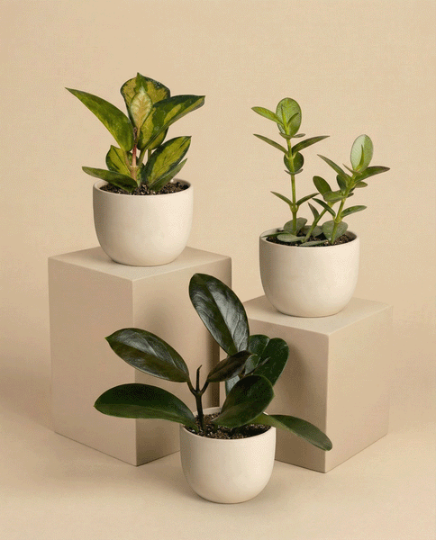 Drei fey Baby Hoya Pflanzen (3er-Set) mit üppig grünen Blättern sitzen in weißen Keramiktöpfen auf cremefarbenen Würfelsockeln vor einem beigen Hintergrund.