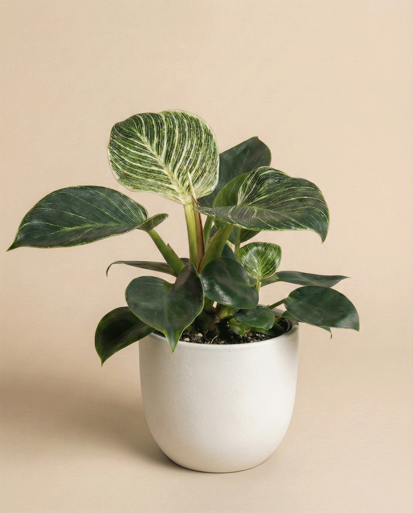 Ein pflegeleichter Philodendron 'Birkin' - feey mit großen, dunkelgrünen Blättern, die weiß und hellgrün gestreift sind, sitzt in einem einfachen weißen Topf vor einem beigen Hintergrund.