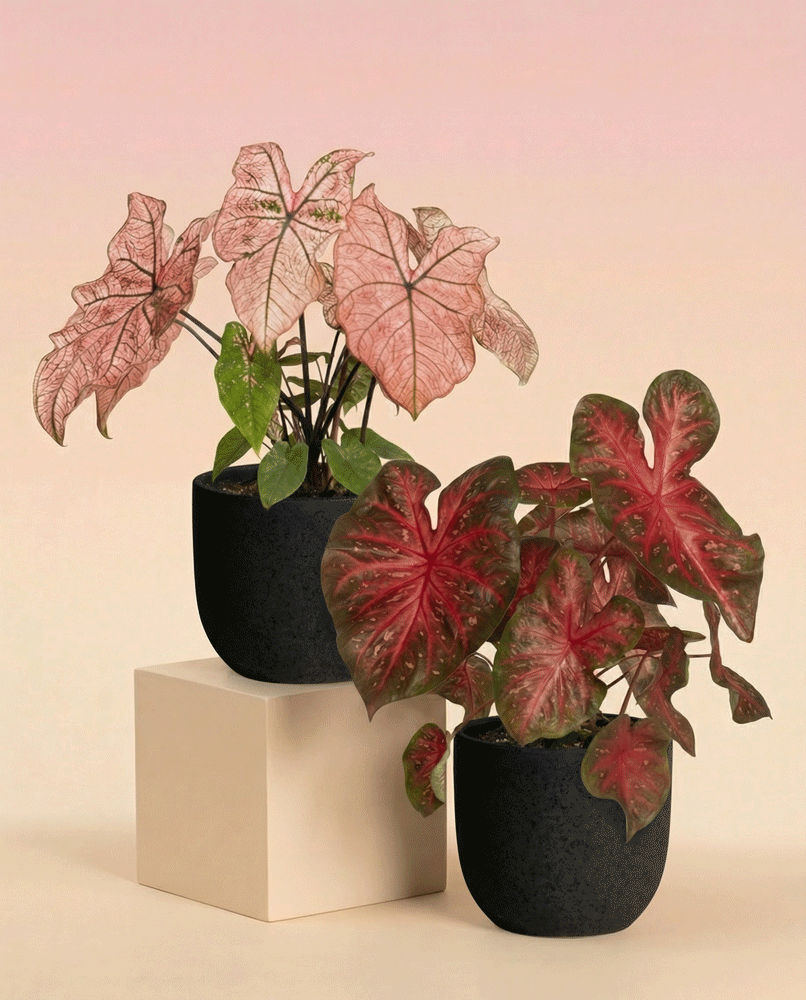 Das Caladium Duo zeigt 'Red Flash' und 'Spring Fling' mit auffallend rosa und rotem Laub in schwarzen Töpfen, einer davon auf einem beigen Block, vor einem Hintergrund mit sanftem Farbverlauf.