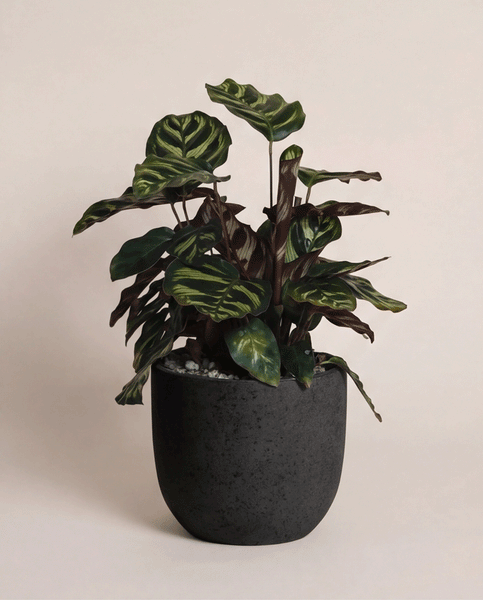 Die Kleine Calathea makoyana - feey mit ihren auffallend panaschierten grünen Blättern wird in einem mattschwarzen Topf vor einem schlichten, hellen Hintergrund als stilvolle, tierfreundliche Zimmerpflanze präsentiert.