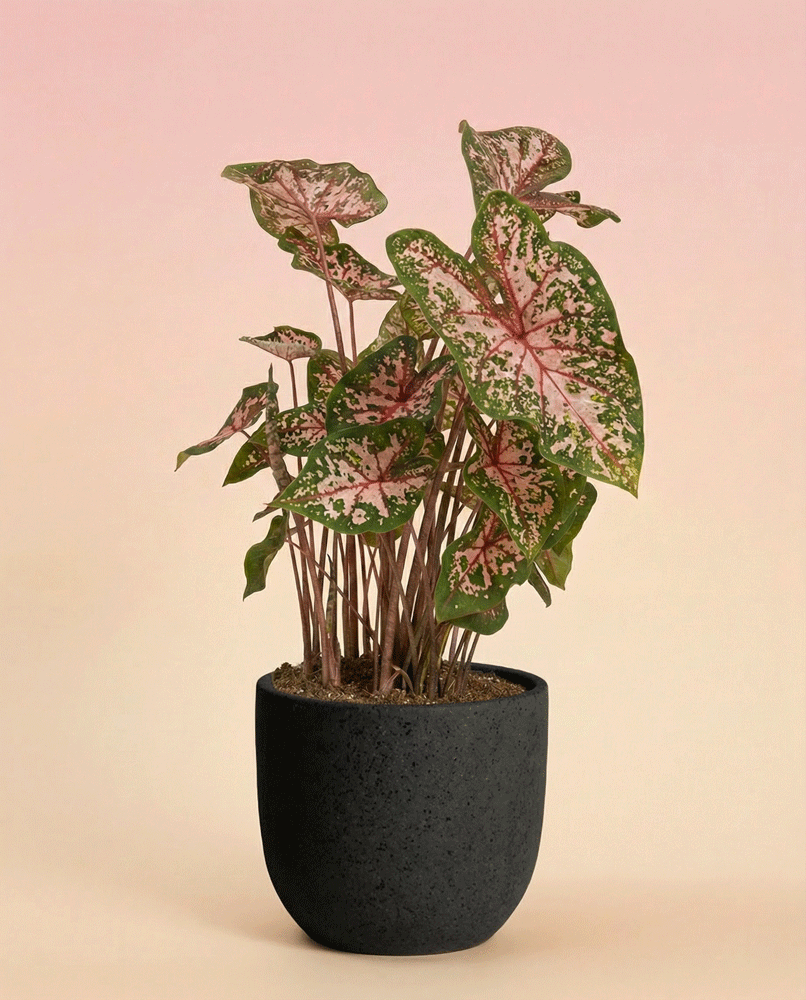 In einem schwarzen Topf befindet sich ein Caladium 'Carolyn Whorton', eine lebhafte Zimmerpflanze mit grünen Blättern, rosafarbener Mitte und weißen Flecken vor einem Hintergrund mit zartem rosa und beigem Farbverlauf.