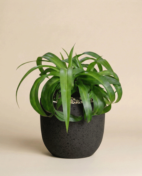 Eine Grünlilie 'Green Bonnie' mit langen, bogenförmigen grünen Blättern sitzt in einem strukturierten schwarzen Topf vor einem schlichten beigen Hintergrund.