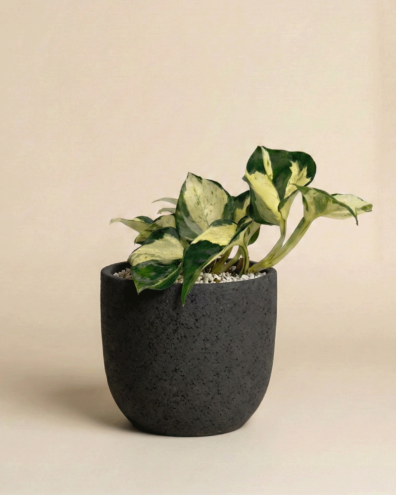 Eine Efeutute 'Happy Leaf' - feey mit bunten grünen und cremefarbenen Blättern wächst in einem strukturierten, dunkelgrauen Topf mit weißen Kieselsteinen vor einem einfarbig beigen Hintergrund.
