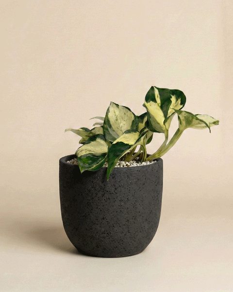 Eine Efeutute 'Happy Leaf' - feey mit bunten grünen und cremefarbenen Blättern wächst in einem strukturierten, dunkelgrauen Topf mit weißen Kieselsteinen vor einem einfarbig beigen Hintergrund.