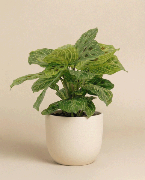 Eine Maranta 'Light Veins' - feey mit grünen, gemusterten Blättern steht in einem einfachen weißen Topf vor einem einfarbig beigen Hintergrund.