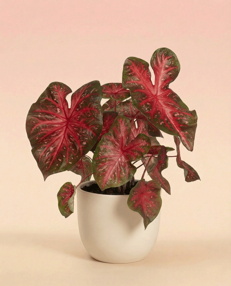 Ein getöpfertes Caladium 'Red Flash' mit großen grünen, herzförmigen Blättern mit lebhaften roten und rosafarbenen Mustern, die sich vor einem hellrosa Hintergrund präsentieren.