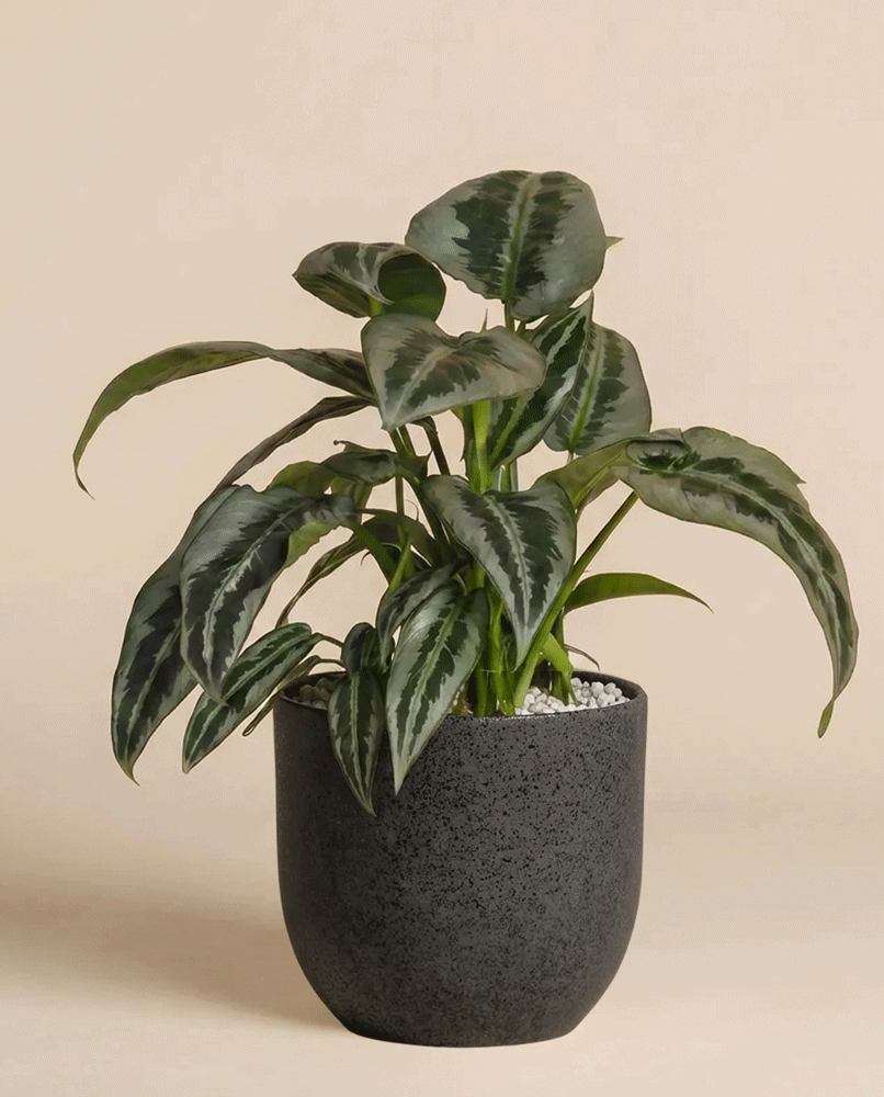 Eine Schismatoglottis 'Silver Indukan' - feey, eine kühne Zimmerpflanze mit breiten, bunten Blättern, steht in einem dunkelgrauen Topf mit weißen Kieselsteinen vor einem schlichten beigen Hintergrund.