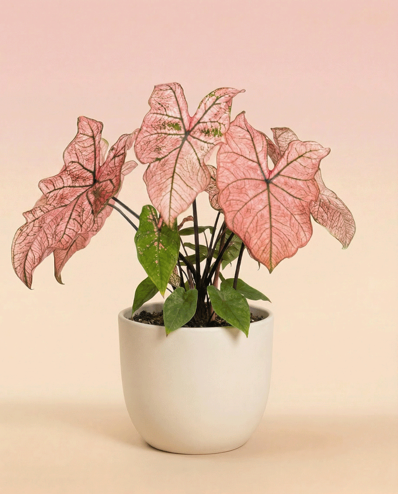 Caladium 'Spring Fling' hat große, rosafarbene, geäderte Blätter mit einigen grünen Blättern, die in einem einfachen weißen Topf stehen. Das leuchtende Buntwurz-Blatt hebt sich von einem Hintergrund mit sanftem Rosa- und Beige-Farbverlauf ab.