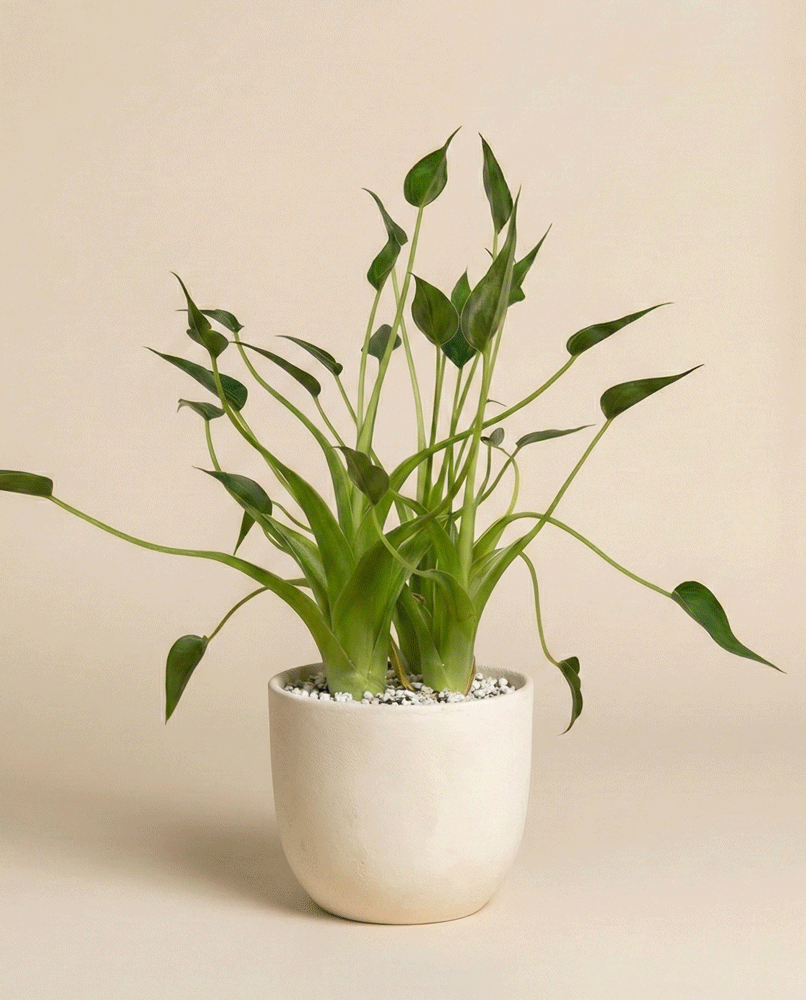 Eine Alocasia 'Tiny Dancer' - Fee mit anmutig gebogenen Stielen und zierlichen Blättern sitzt in einem weißen Keramiktopf mit kleinen weißen Kieselsteinen vor einem schlichten beigen Hintergrund.