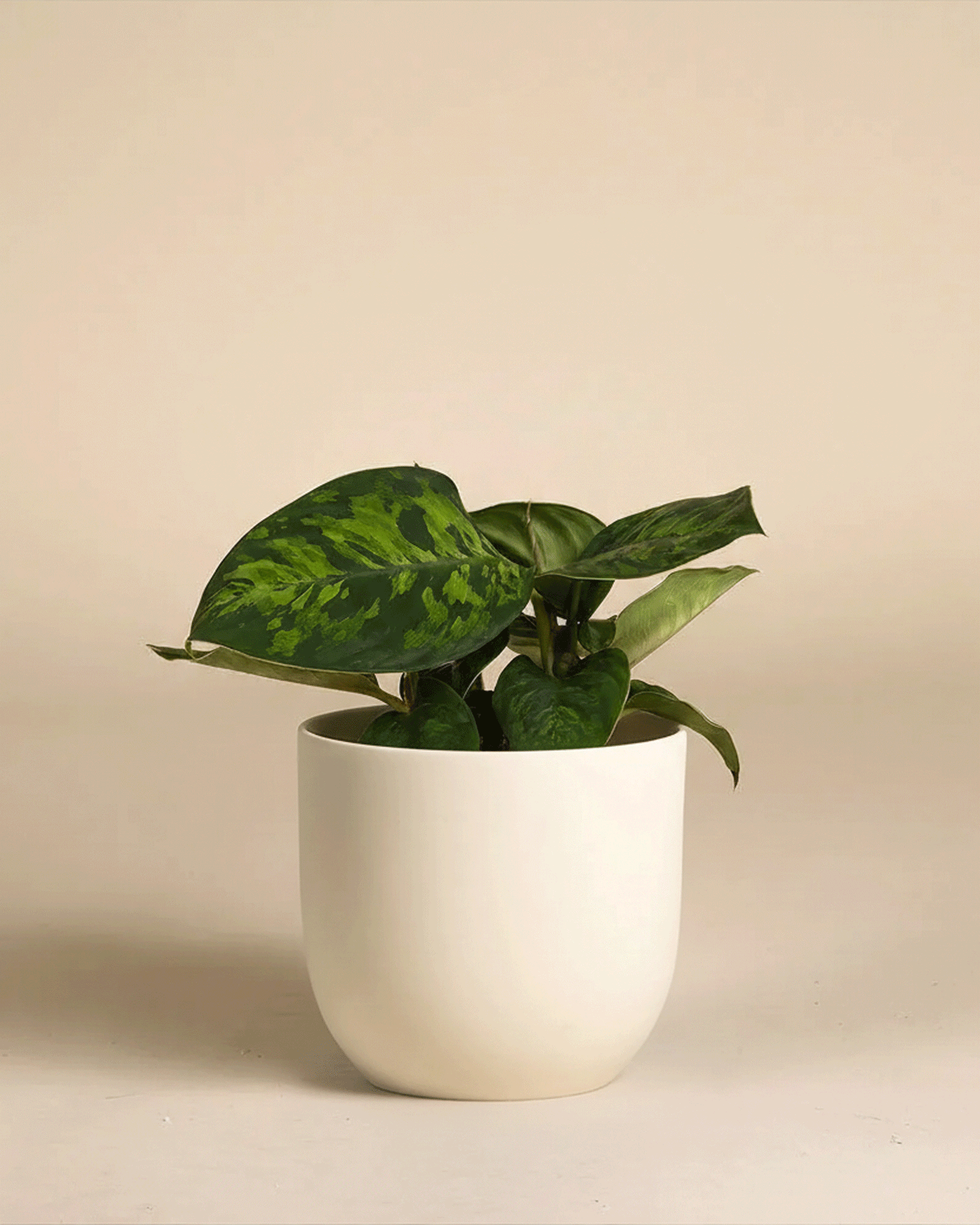 Eine kleine grüne Homalomena 'Camouflage - feey' mit ihrem auffälligen Blattmuster sitzt in einem einfachen weißen Keramiktopf vor einem schlichten beigen Hintergrund.