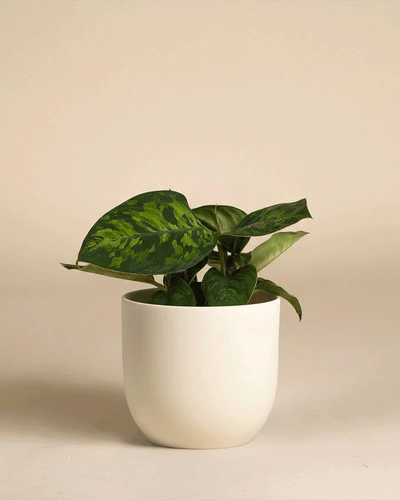 Eine kleine grüne Homalomena 'Camouflage - feey' mit ihrem auffälligen Blattmuster sitzt in einem einfachen weißen Keramiktopf vor einem schlichten beigen Hintergrund.