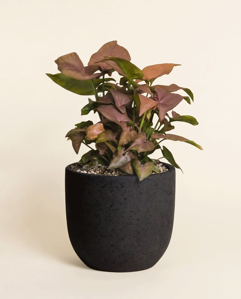 Eine Syngonium 'Neon' - Fee mit pfeilförmigen grünen und rosafarbenen samtigen Blättern wächst in einem schwarzen Keramiktopf vor einem schlichten beigen Hintergrund.