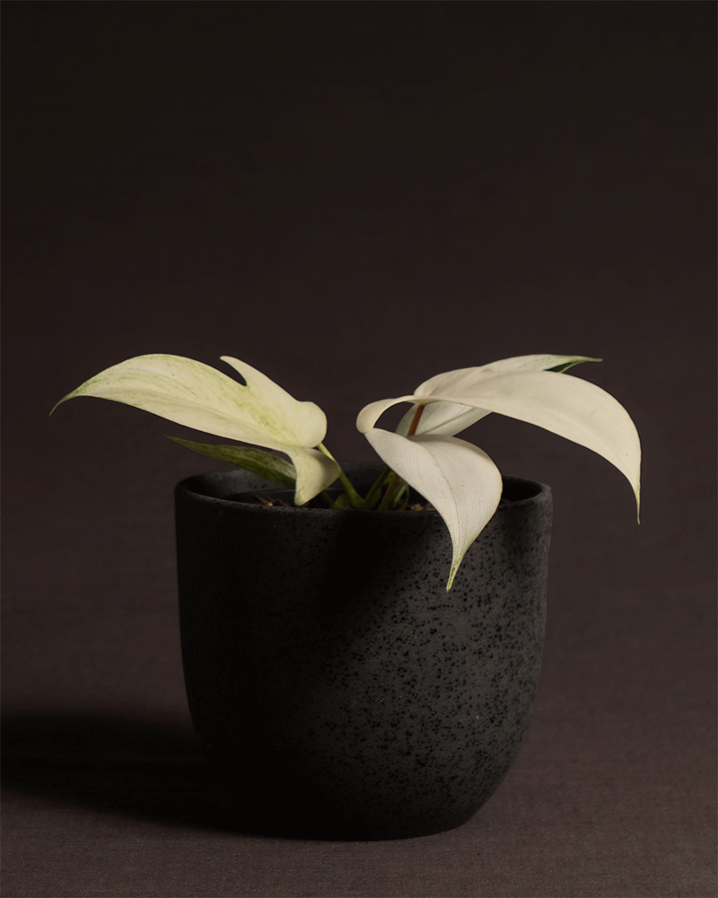 Philodendron florida ghost im Direito Keramiktopf von feey