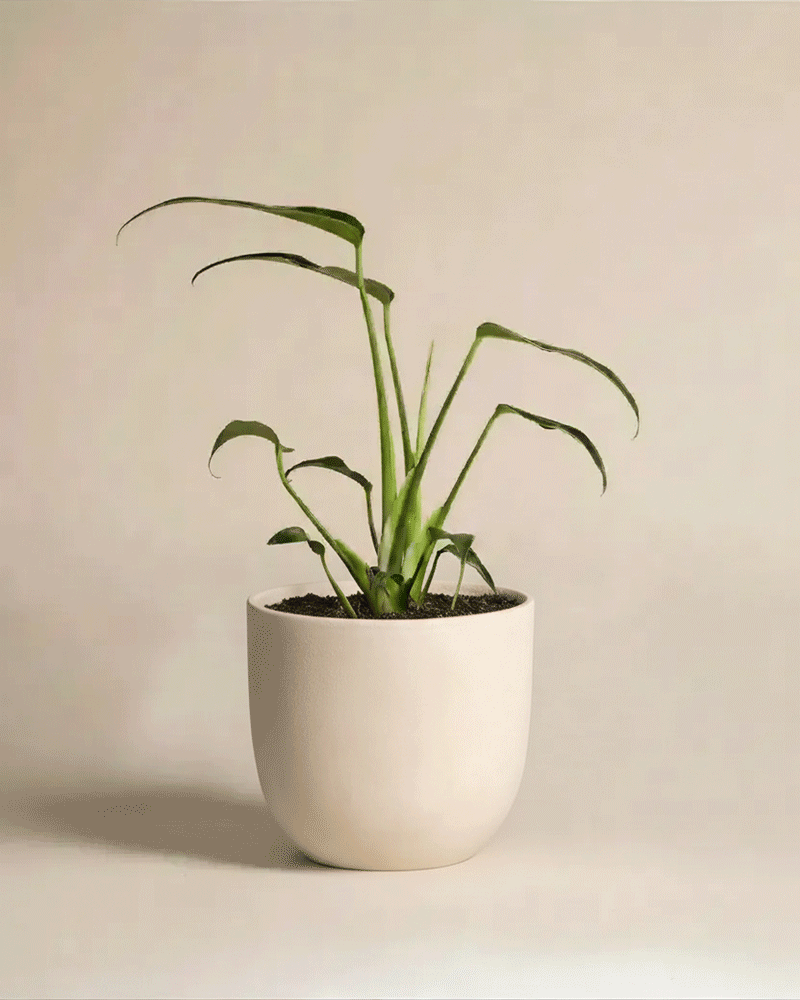 Eine Zeitraffer-Animation der Monstera 'Burle Marx Flame' - feey in einem weißen Topf, schnell wachsend, mit neuen Blättern, die sich entfalten, und Stängeln, die sich vor einem schlichten beigen Hintergrund verlängern.