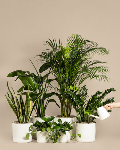 Eine Sammlung grüner Zimmerpflanzen in weißen Töpfen vor einem beigen Hintergrund. Zu den Pflanzen gehören Arten wie Bogenhanf, Dschungel-Set in Vulkastrat und Pothos. Eine Hand, die eine weiße Gießkanne hält, gießt eine der Pflanzen auf der linken Seite des Bildes.