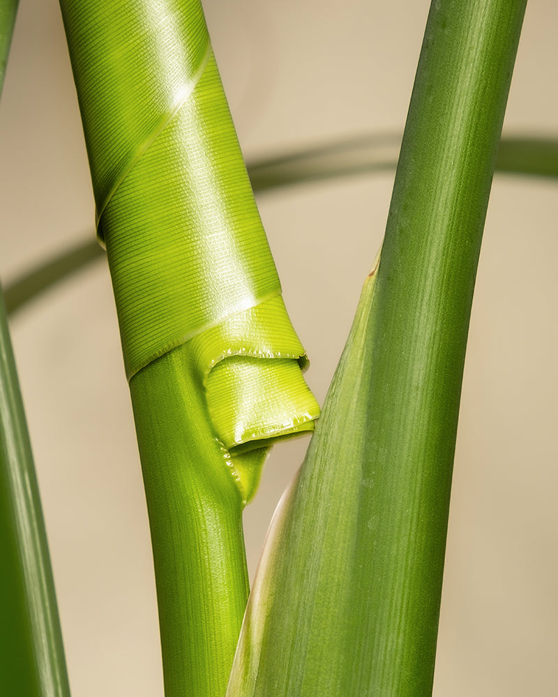 Nahaufnahme von grünen Bambus- oder Grashalmen mit einer frischen, fest um einen der Stängel gewickelten Hülle. Die leuchtend grüne Farbe und die klare Textur stehen vor einem weichen, unscharfen Hintergrund und erinnern an die satten Farbtöne eines Dschungel-Sets in Vulkastrat.