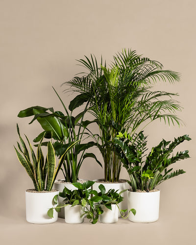 Eine Sammlung verschiedener Zimmerpflanzen in weißen Töpfen, darunter Bogenhanf, Palmen, ein Dschungel-Set in Vulkastrat und grüne Blattpflanzen, zusammen arrangiert vor einem beigen Hintergrund.
