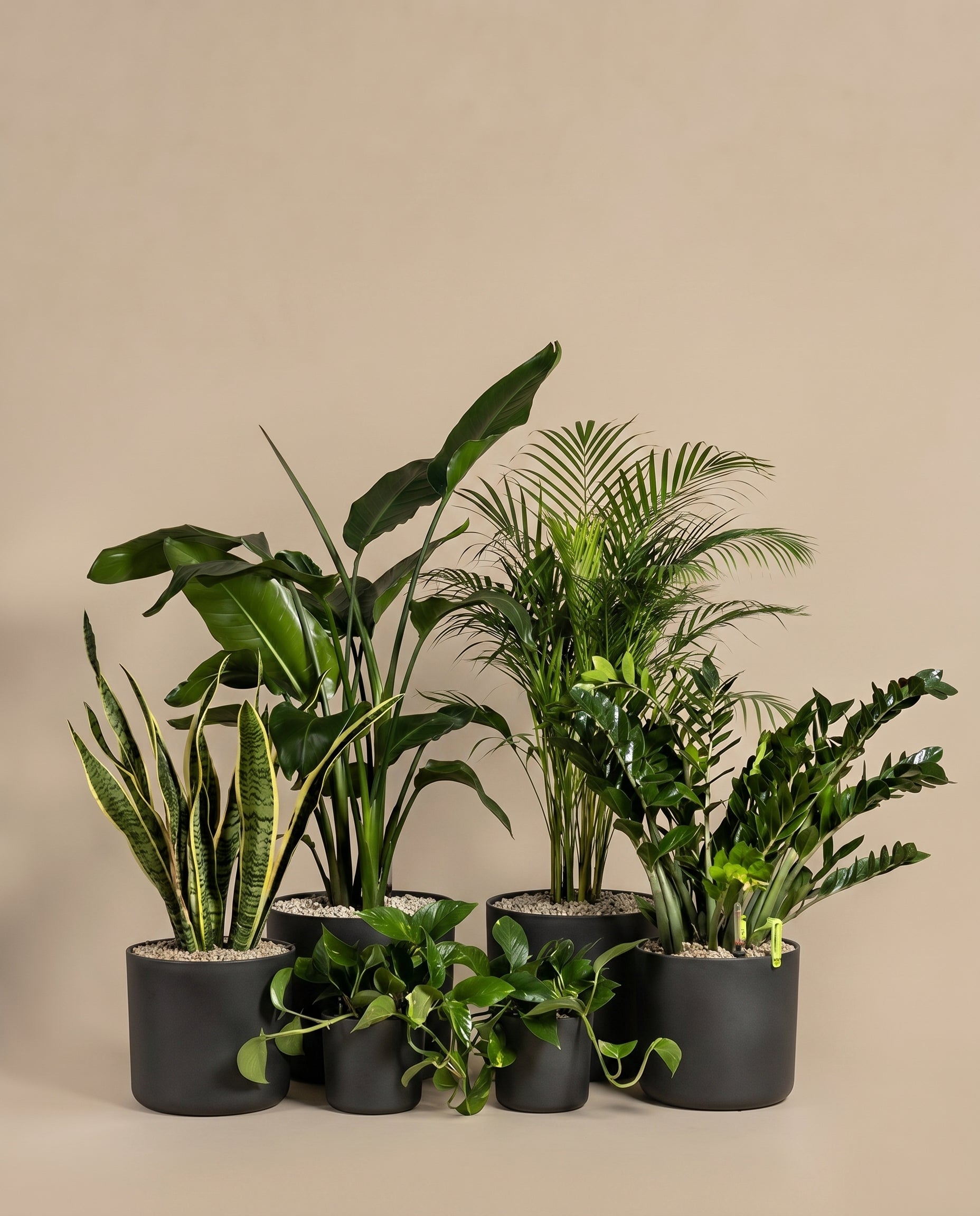 Dschungel-Set in Vulkastrat