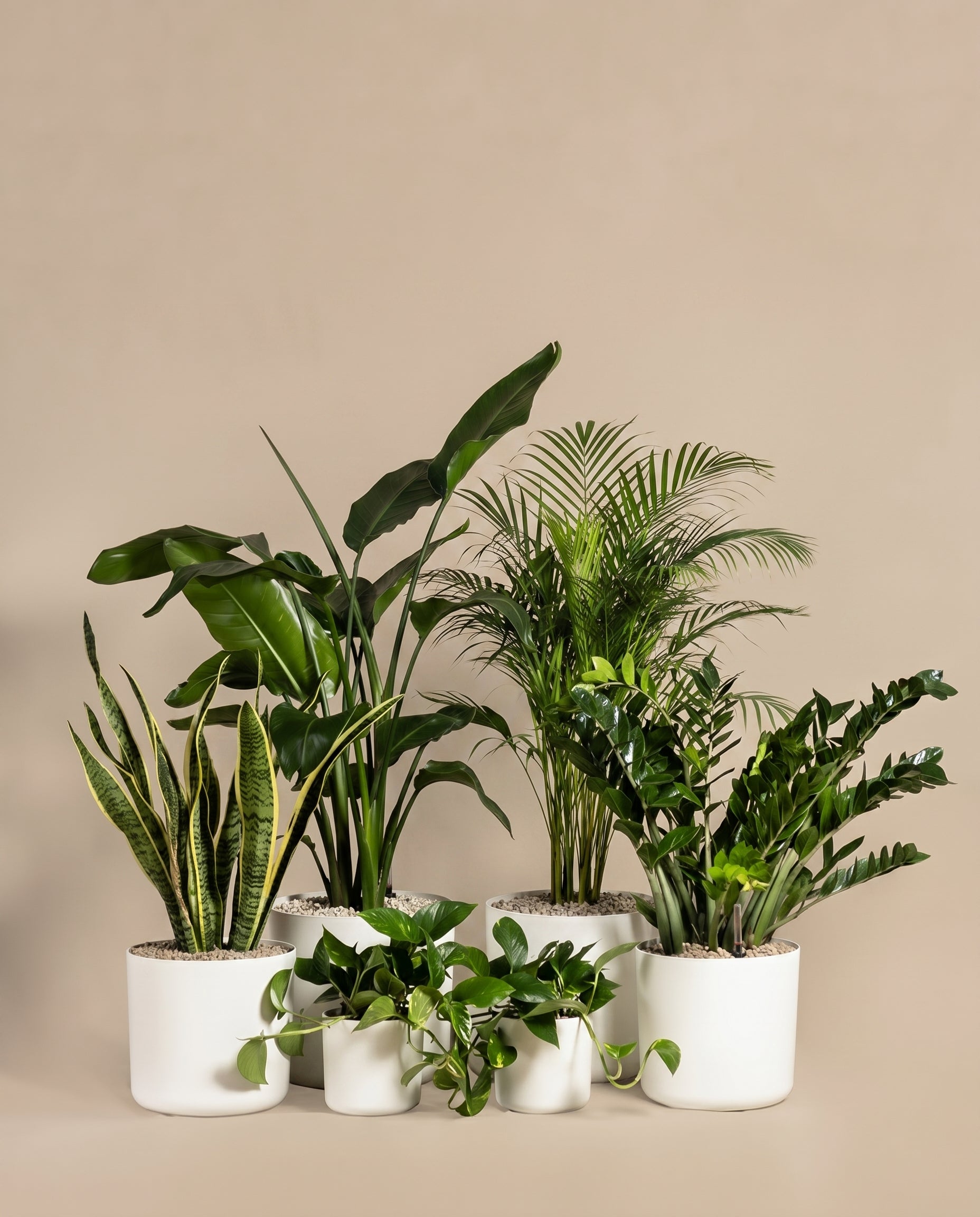 Eine Sammlung verschiedener Zimmerpflanzen in weißen Töpfen, darunter Bogenhanf, Palmen, ein Dschungel-Set in Vulkastrat und grüne Blattpflanzen, zusammen arrangiert vor einem beigen Hintergrund.