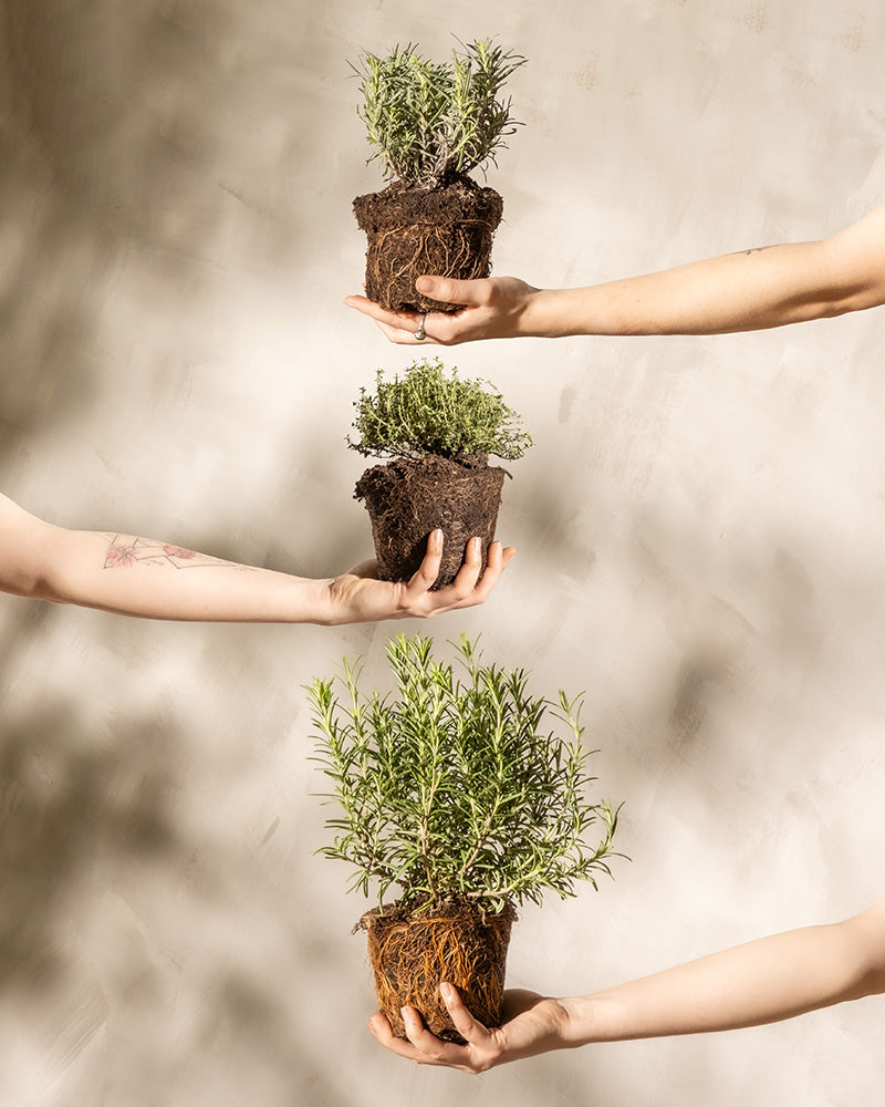 Drei Hände halten Topfpflanzen in vertikaler Anordnung vor einem neutralen Hintergrund. Die obere Pflanze ist Rosmarin, die mittlere scheint Thymian zu sein und die untere Pflanze scheint eine andere Rosmarinsorte zu sein. Jedes Duftende Kräuter-Trio steht in erdiger, wurzelfreier Erde.