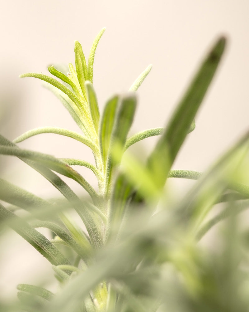Eine Nahaufnahme der grünen Blätter des Duftenden Kräuter-Trios. Der Fokus liegt auf dem zarten, frischen Wachstum oben, während der Hintergrund und die anderen Blätter leicht verschwommen erscheinen, was einen weichen und ruhigen Effekt erzeugt.