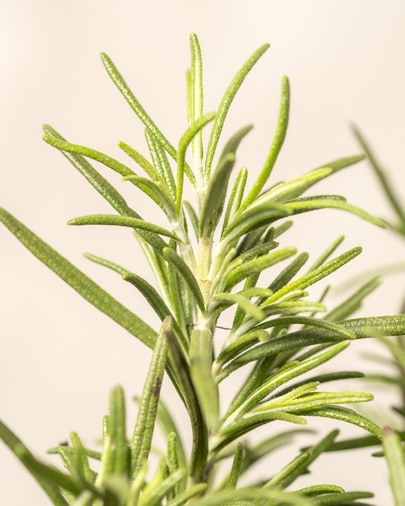 Nahaufnahme einer frischen, duftenden Rosmarinpflanze mit leuchtend grünen, nadelartigen Blättern. Der Hintergrund ist in einem sanften, neutralen Beige gehalten, wodurch die detaillierte Textur und Farbe dieses duftenden Kräuter-Trios besonders hervorsticht.