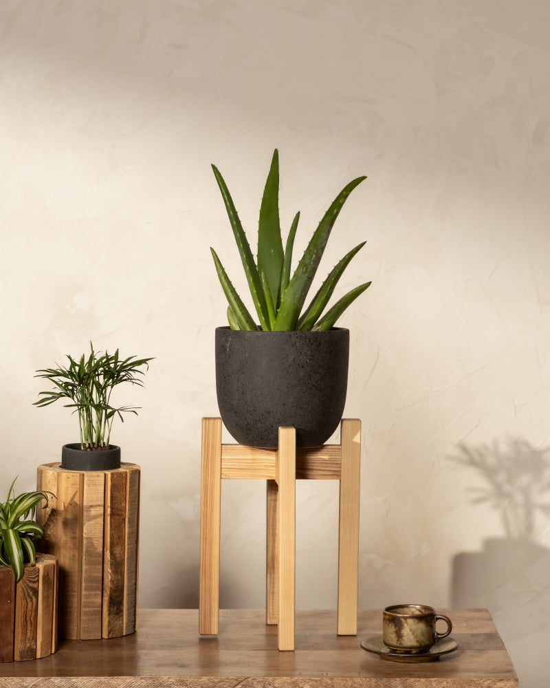 Aloe Vera in einem schwarzen Keramiktopf auf einem braunen feey Pflanzenständer