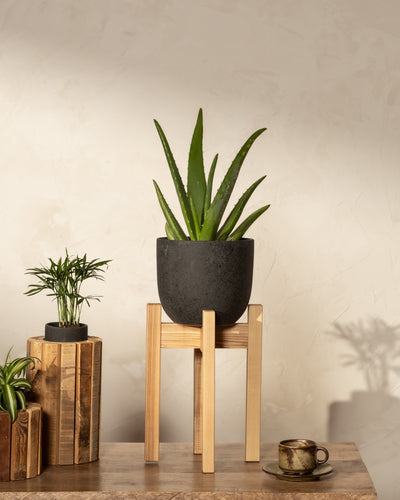 Aloe Vera in einem schwarzen Keramiktopf auf einem braunen feey Pflanzenständer