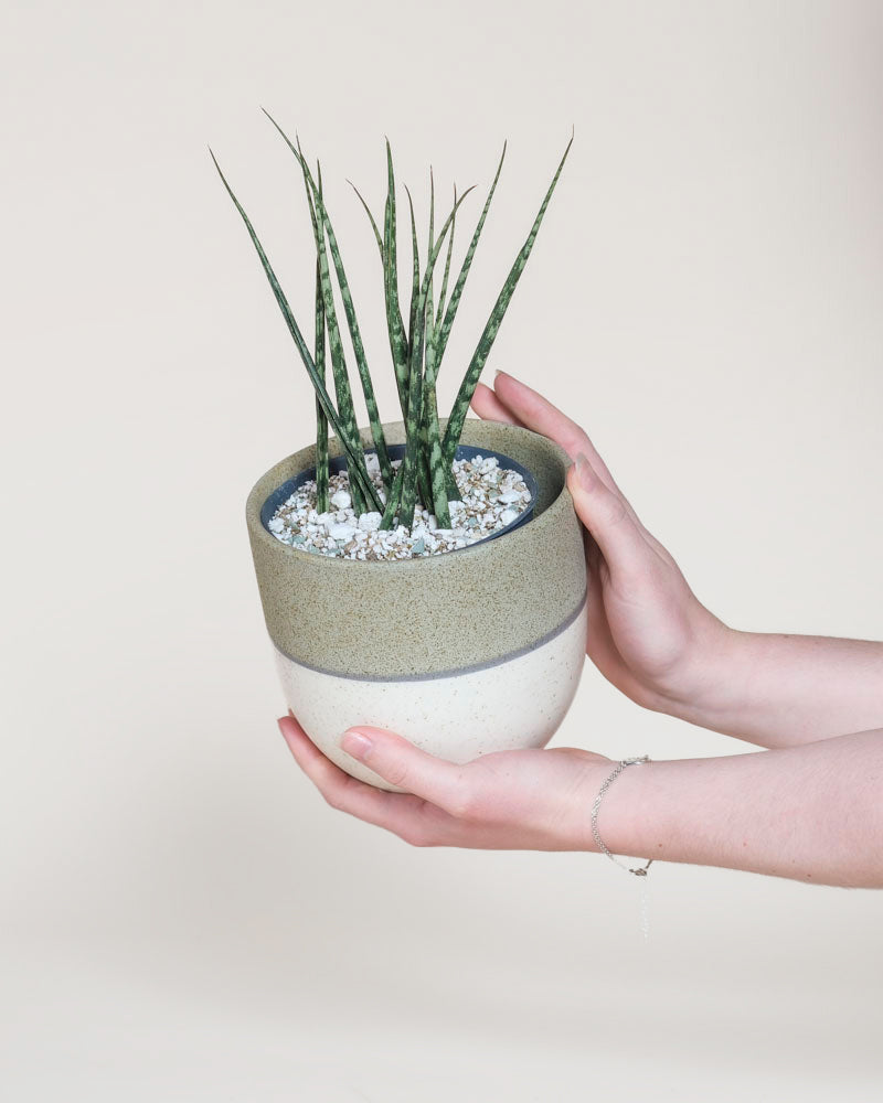 Ein Paar Hände hält eine Sansevieria 'Mikado' - feey in einem zweifarbigen Keramiktopf mit weißen Kieselsteinen vor einem schlichten, hellen Hintergrund. Schlanke grüne Blätter ragen aus dem stilvollen Pflanzgefäß.