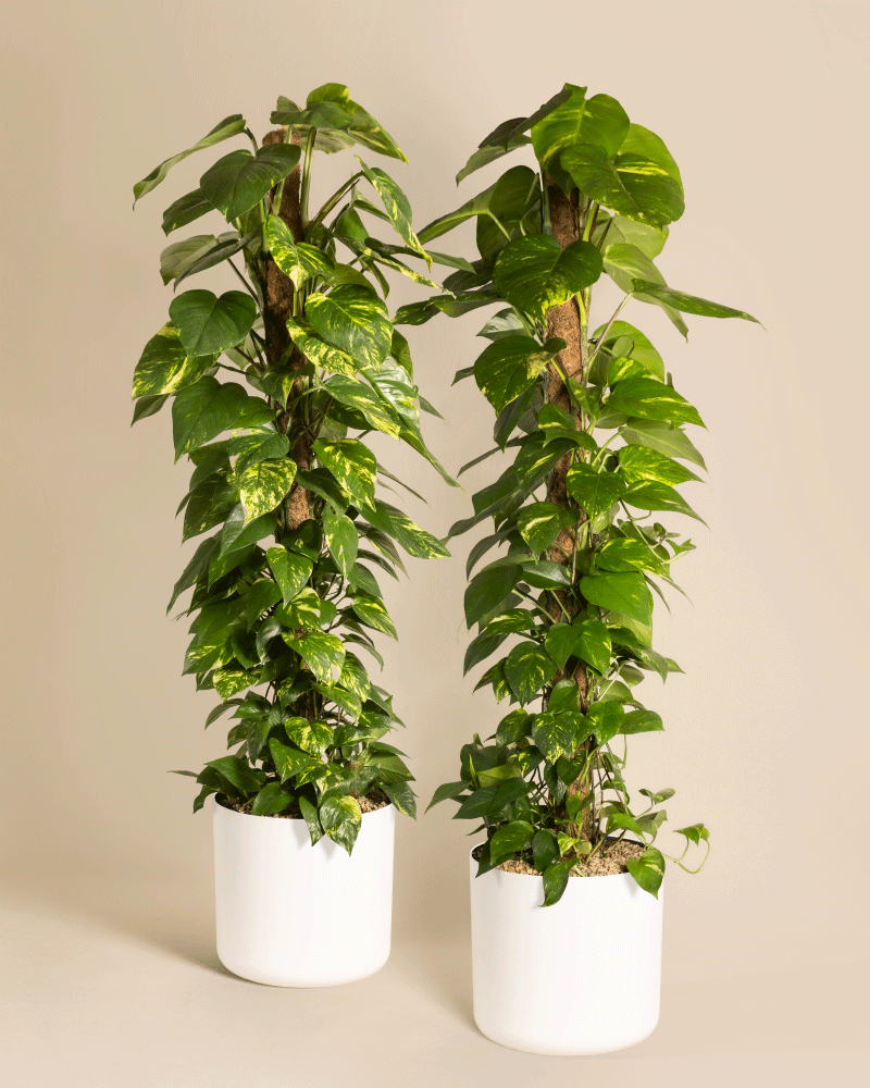 Das Efeutute XL Duo besteht aus zwei großen, gesunden Epipremnum pinnatum-Klettermoosstangen in weißen Töpfen mit üppigen grünen Blättern vor einem schlichten beigen Hintergrund.