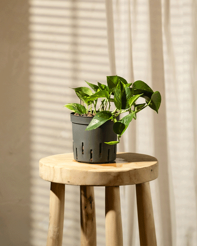 Eine Hydro Efeutute im Topf steht auf einem Holzhocker. Sonnenlicht fällt durch Jalousien und wirft Schatten auf eine helle Wand im Hintergrund.