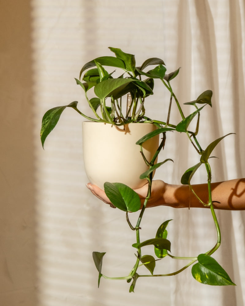 Die Hand einer Person hält einen cremefarbenen Topf mit einer Hydro • Efeutute, einer grünen Hängezimmerpflanze, vor einem hellen Hintergrund. Die Hängepflanze hat lange, rankenartige Stängel mit leuchtend grünen Blättern. Weiches, natürliches Licht fällt durch den Hintergrund und erzeugt sanfte Schatten.