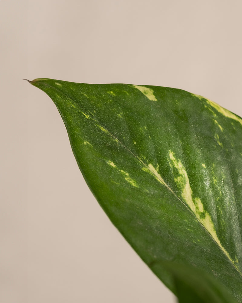 Nahaufnahme eines grünen Einblattes mit hellgelber Panaschierung aus dem Schnellwachsendes Pflanzen-Set. Der Hintergrund ist schlicht hellbeige. Die Blattränder und Details der Blattstruktur sind deutlich zu erkennen.