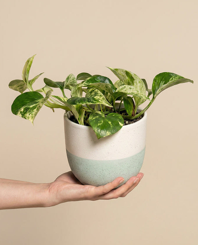 Efeutute 'Marble Queen' • feey