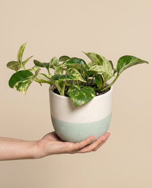 Efeutute 'Marble Queen' • feey