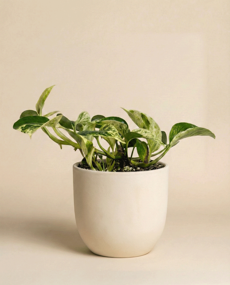 Die Efeutute 'Marble Queen' - feey hat elegante grün-weiß panaschierte Blätter in einem schlichten weißen Keramiktopf vor einem beigen Hintergrund. Diese pflegeleichte Pflanze bringt Raffinesse in jeden Raum.