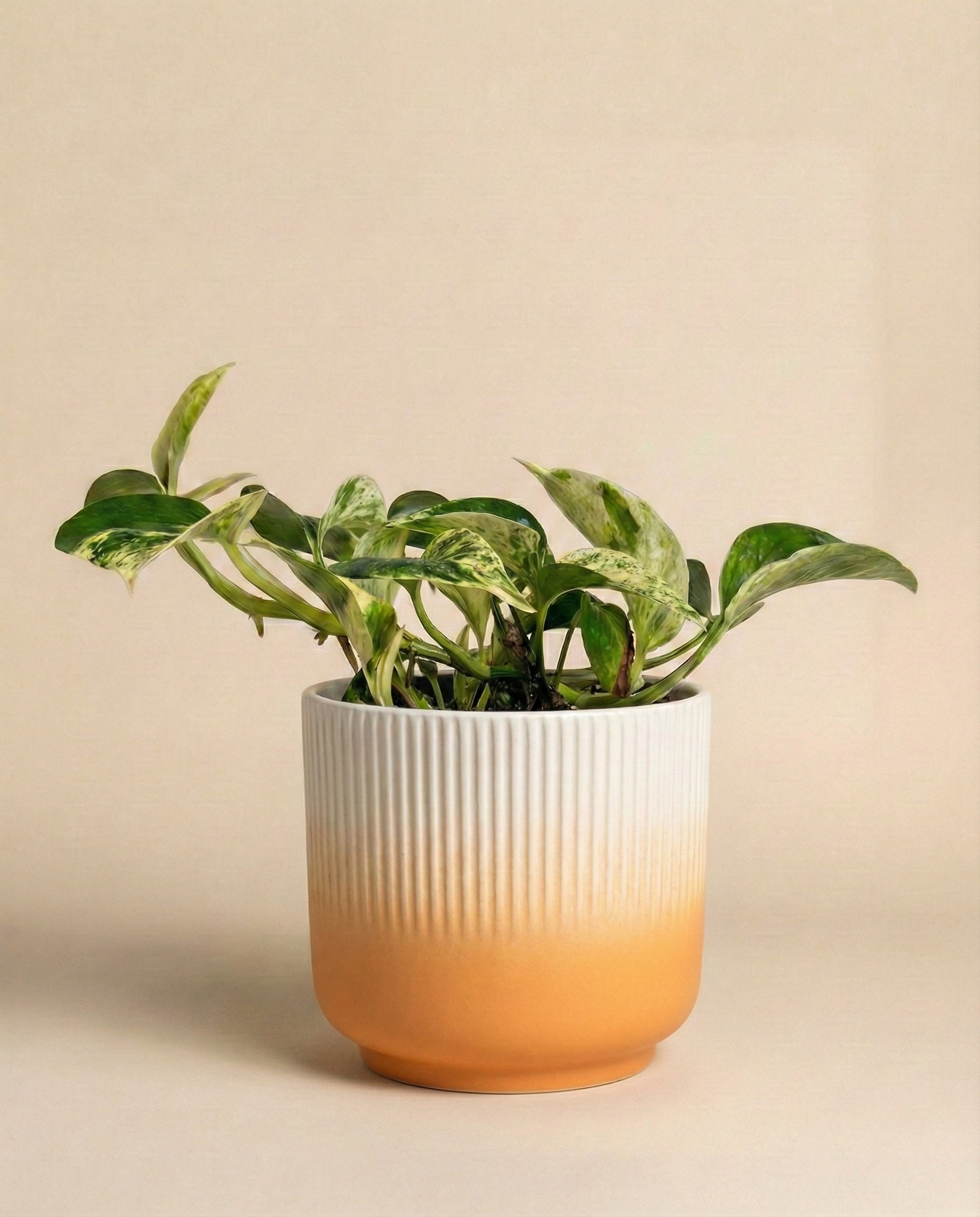 Die Efeutute 'Marble Queen' - feey zeigt weiß-grün marmorierte Blätter. Sie steht in einem strukturierten Keramiktopf mit weißer Oberseite und warm-oranger Basis vor beigem Hintergrund-pflegeleicht und stilvoll.